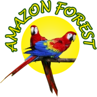 Amazon forest inc