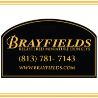 Brayfields registered miniature donkeys