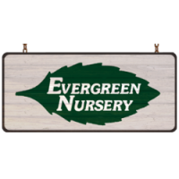 Evergreen nurseries