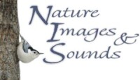 Nature images and sounds, llc and wood song studios