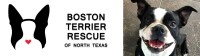 The boston terrier rescue of north texas