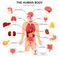 Total body systems