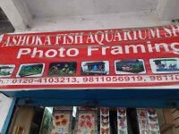 Ashoka fish aquarium shop - india