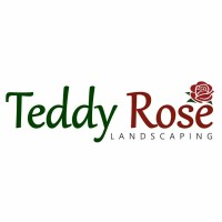Teddy rose landscaping