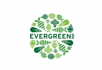 Evergreens salad