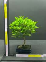 Iodice bonsai center