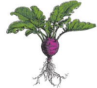 Roots natural foods. market. kitchen + organic juice bar